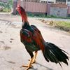 ronii_azka