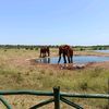 bookyoursafaris