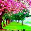 azer.hasib
