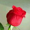hm.abdullah.nasim
