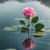 abul.kalam8342