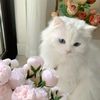 LIBRA ♎︎︎