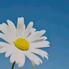 mhmo__4