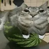 cool_guy_from_our_planet