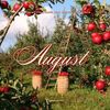 avgust.store