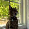 _really._.cool._.cat_