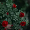 liaalways1