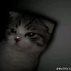 yassin.mohamed787