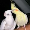 irfan.birds