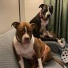 homesteadingwithripley