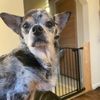 chihuahua.mama8