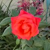 mary.__080