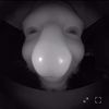 mickle_04