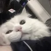 hdwagns
