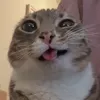 sencancook