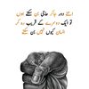 sahzdi91