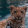 .pasayev_089
