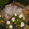 mohmad.firsad