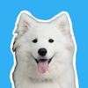 kylothesamoyed