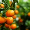 thtangerine