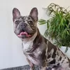 mrhappyakarufus