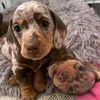 Dachshund Puppies For Adoption