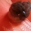 nierdibird