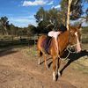 🐎🇦🇺ᒍᗩᘔᘔY🇦🇺🐎