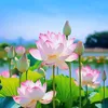 thuthaoo388