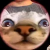 lily.is.a.duck