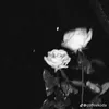 vit.anh7415