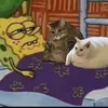 spongebobsquarecat