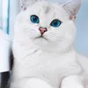 najmaamin32