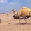al_suaf