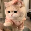 pinkypromi4