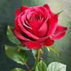 awais.khokhar036