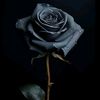 black_roses602