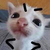 meoomeoo044