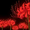 st_nightshade24