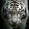 white.tiger6689