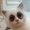 h.p.lovecat