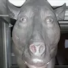 antonpanton6969