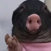 maksimmio4