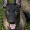 malinois_0768