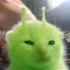 mlgjo_