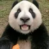 pandzioch13