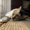 ginaysusgatitos