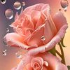 user500591767