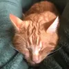 artsandcraftswithcats