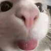 kuupiidooo